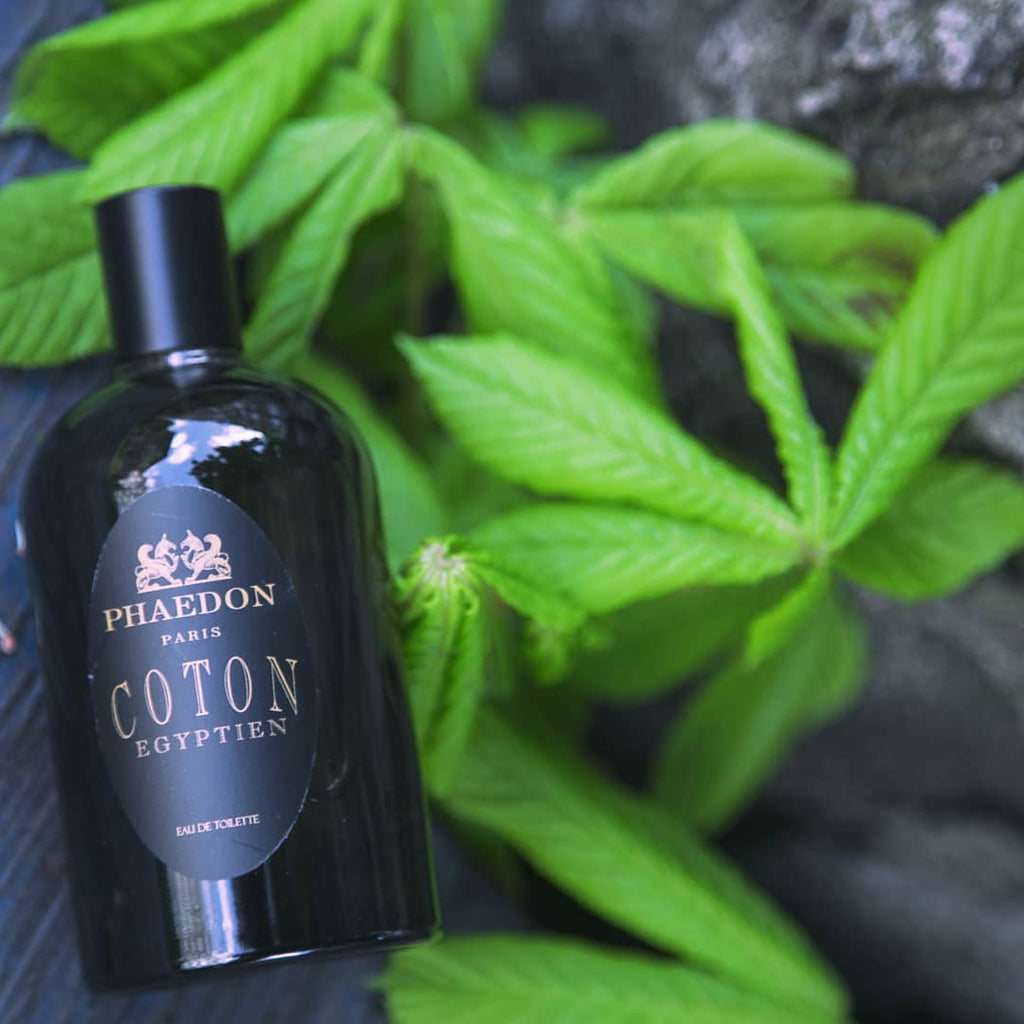 Coton Egyptien - Bloom Perfumery London