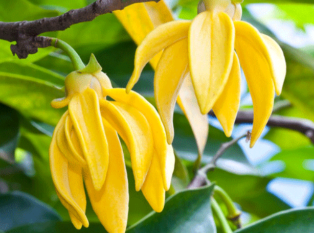 Let's Ylang-Ylang - Bloom Perfumery London
