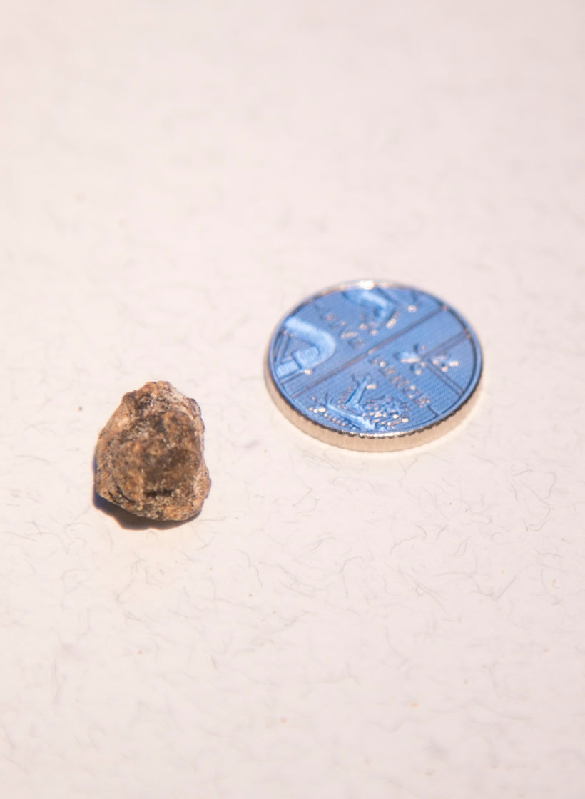 White Ambergris 0.32 g SOLD - Bloom Perfumery London
