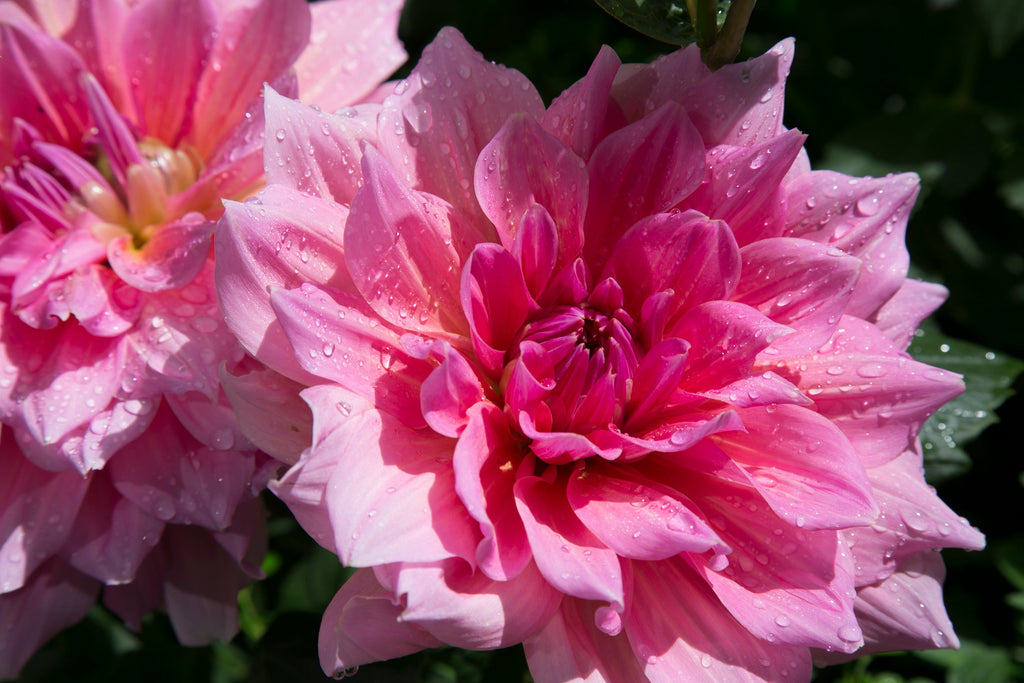 Aqueous Florals Sample Pack - Bloom Perfumery London
