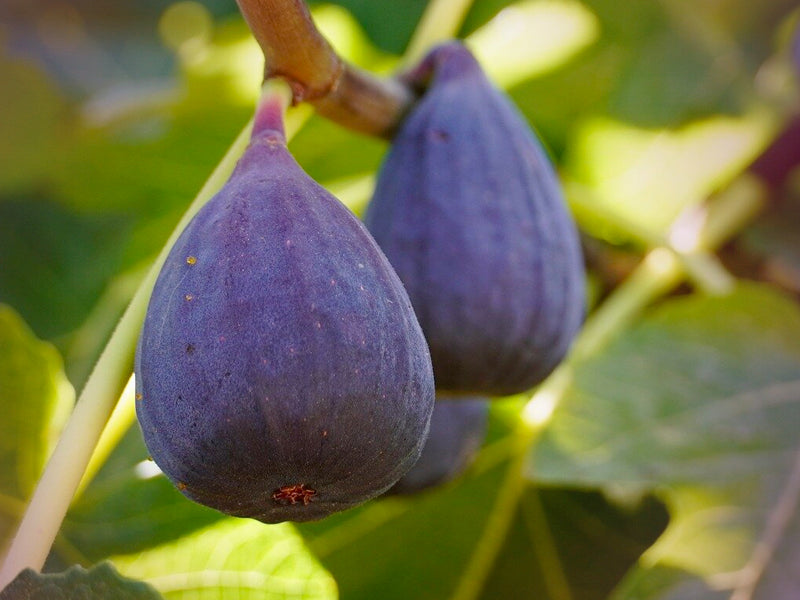 BIG FIG ENERGY PACK
