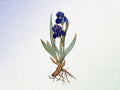 Grab Iris by the Root Pack