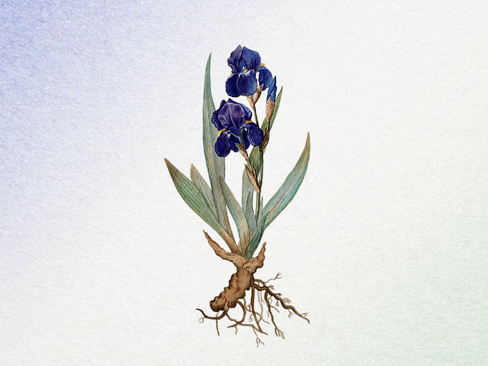 Grab Iris by the Root Pack