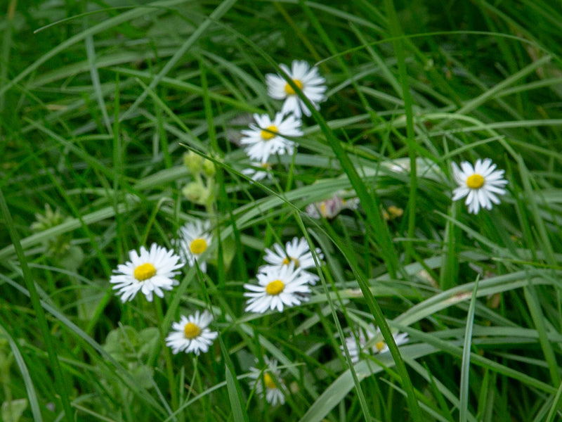 Green Scene Pack