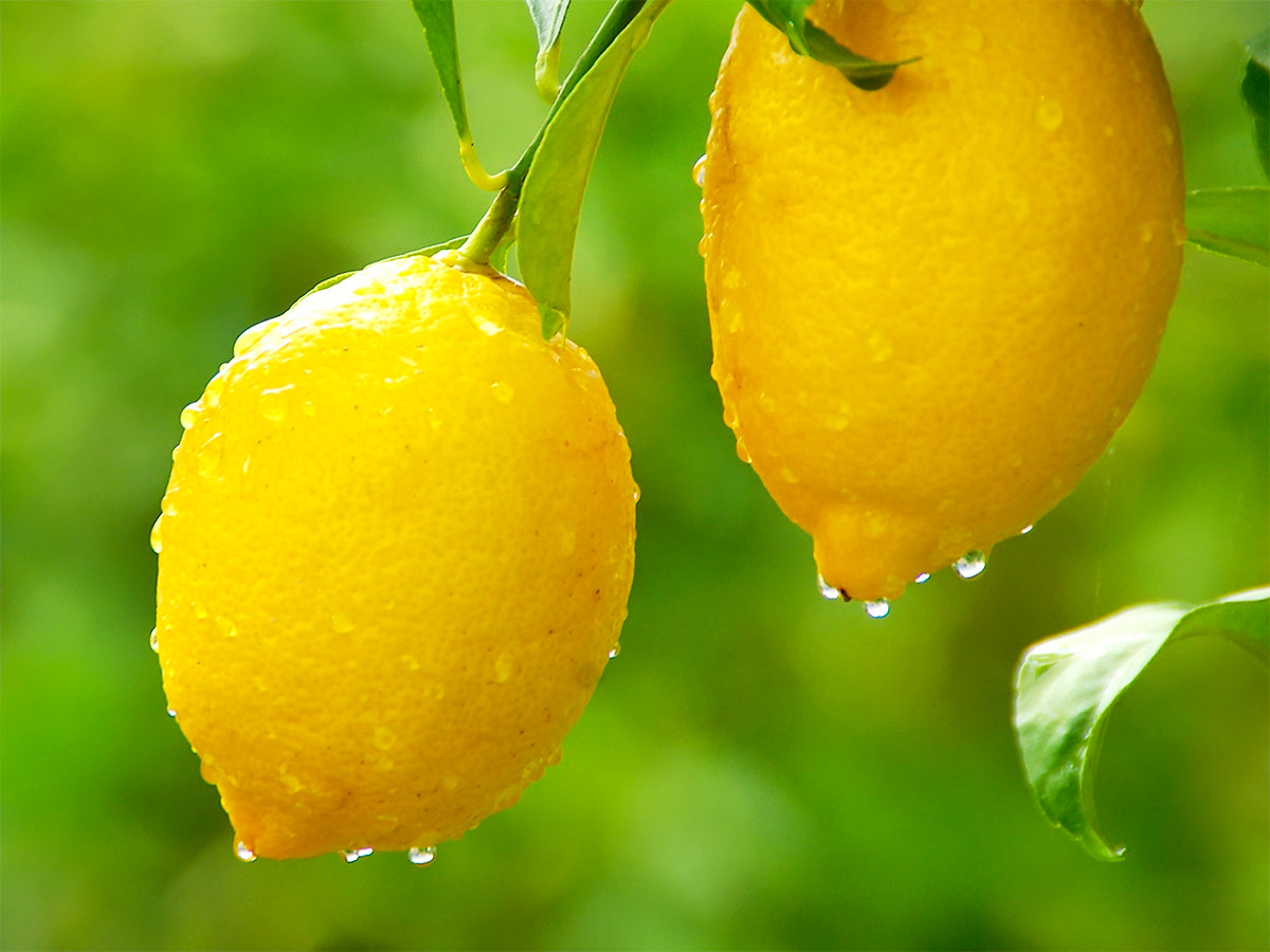Lovely Lemons Pack