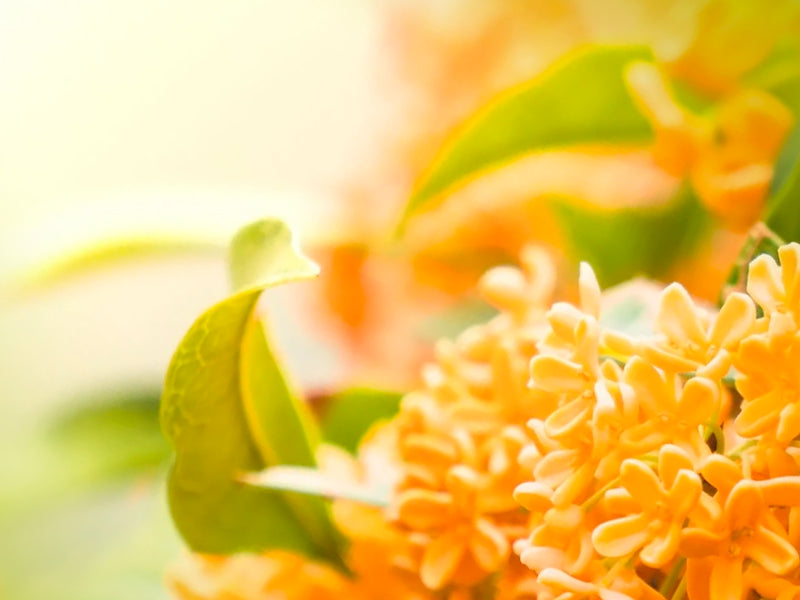 Awesome Osmanthus Pack