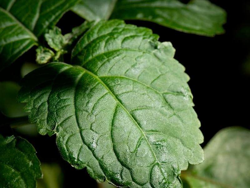 Patchouli Picks Pack