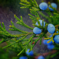 Juniper Jackpot Pack