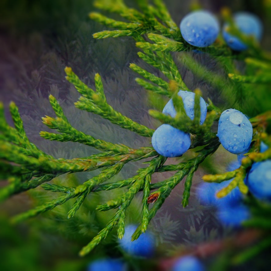 Juniper Jackpot Pack