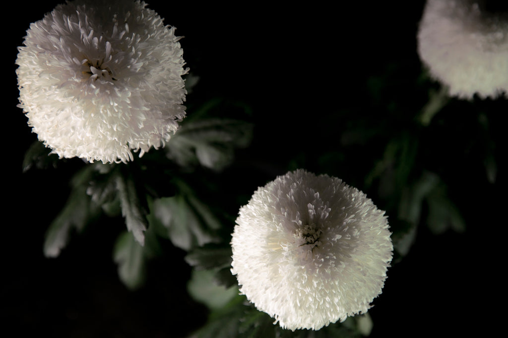 Full Moon - Bloom Perfumery London