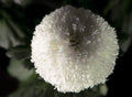 Full Moon - Bloom Perfumery London