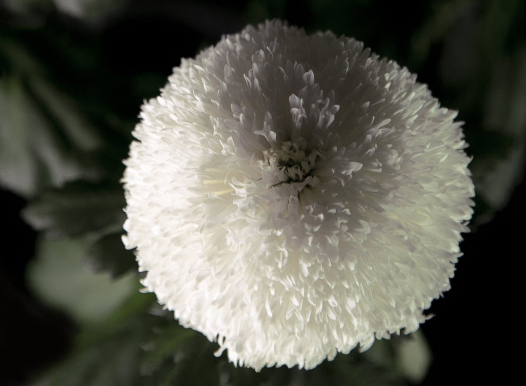 Full Moon - Bloom Perfumery London