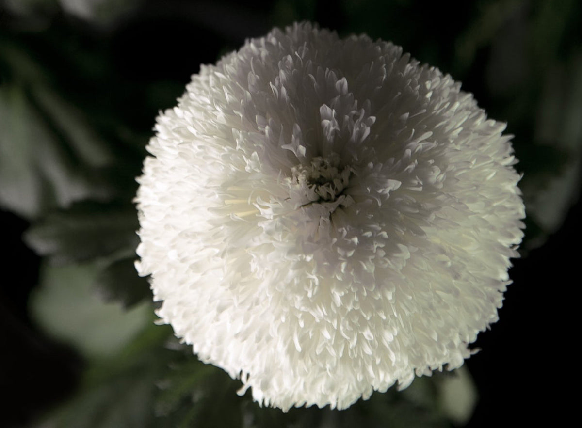 Full Moon - Bloom Perfumery London