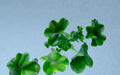 Geranium Gems Pack