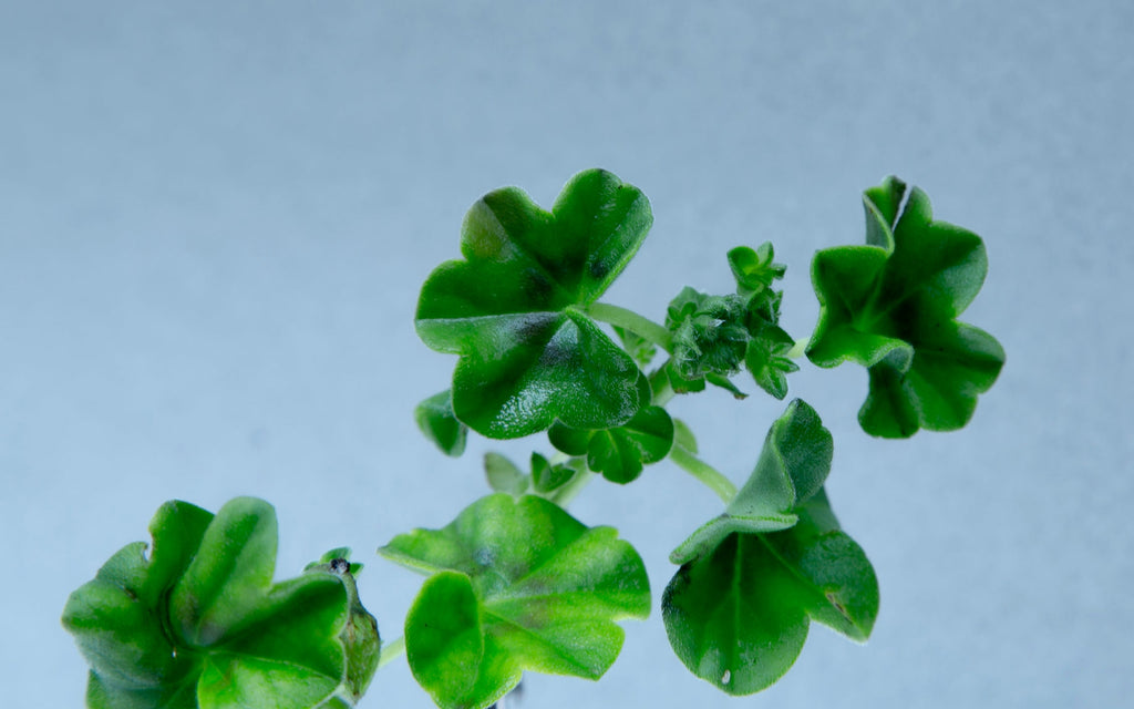 Geranium Gems Pack