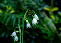 Capricious lily-of-the-valley Pack