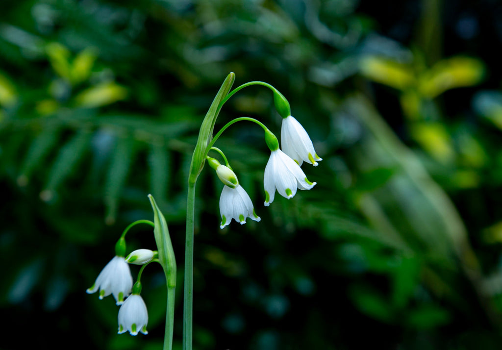 Capricious lily-of-the-valley Pack