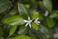 Le bigaradier pack: neroli, orange blossom, petitgrain and more - Bloom Perfumery London