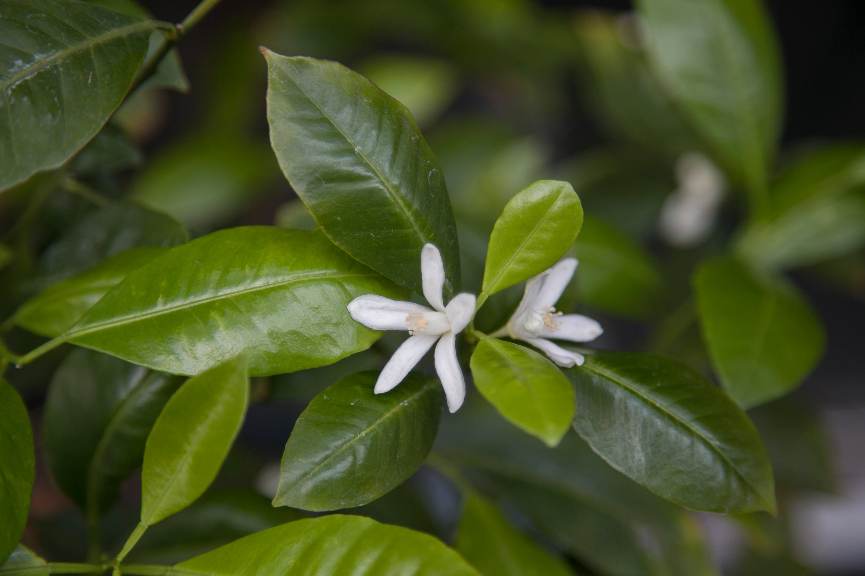Le bigaradier pack: neroli, orange blossom, petitgrain and more - Bloom Perfumery London