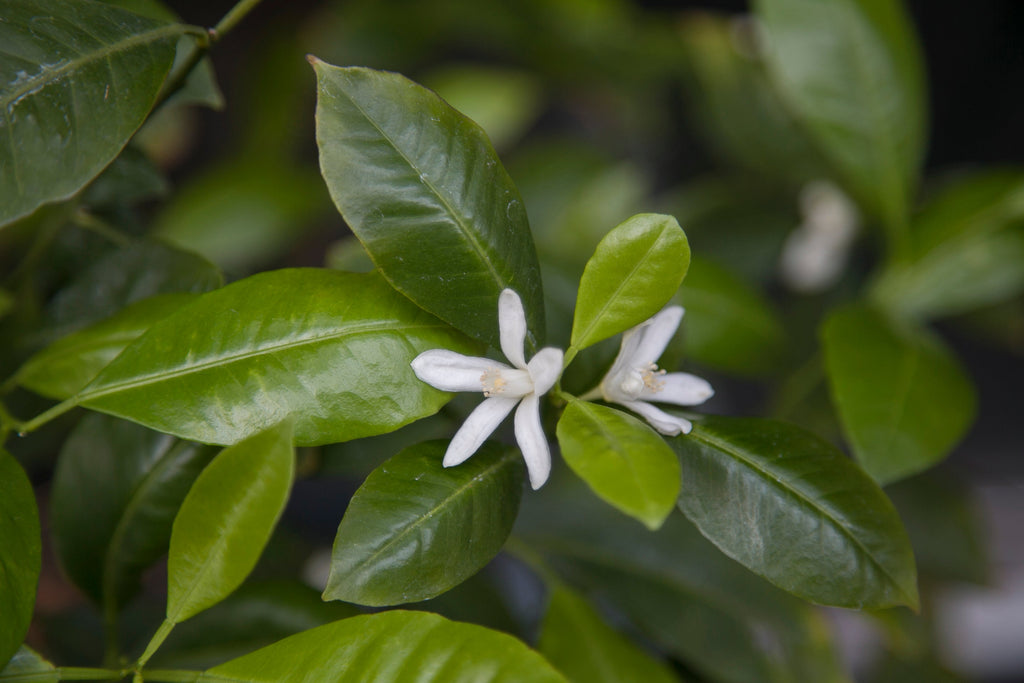 Le bigaradier pack: neroli, orange blossom, petitgrain and more - Bloom Perfumery London