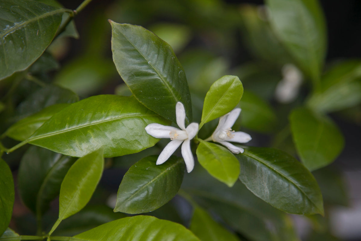 Le bigaradier pack: neroli, orange blossom, petitgrain and more - Bloom Perfumery London
