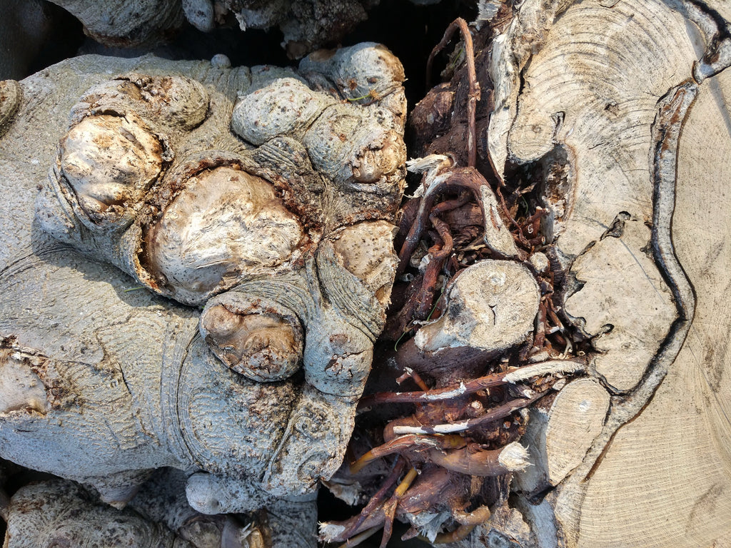 Extracting roots: perfume materials from under the ground - Bloom Perfumery London