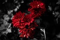 Rubies & Lace: Gothic Florals