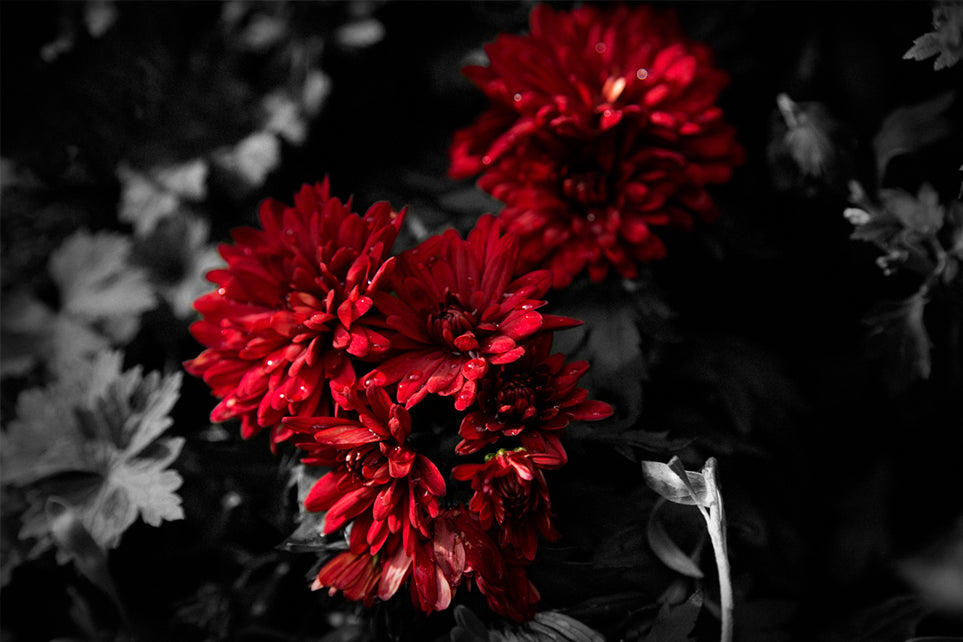Rubies & Lace: Gothic Florals
