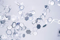 Brilliant White Musks Selection - Bloom Perfumery London